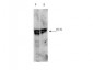 Anti-ECT2 pT790 (RABBIT) Antibody